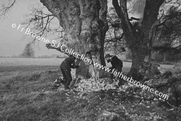 TREE FELLING AND WOODCHOPPING